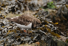 David Plant Photography - Wildlife Photography - Turnstone - J